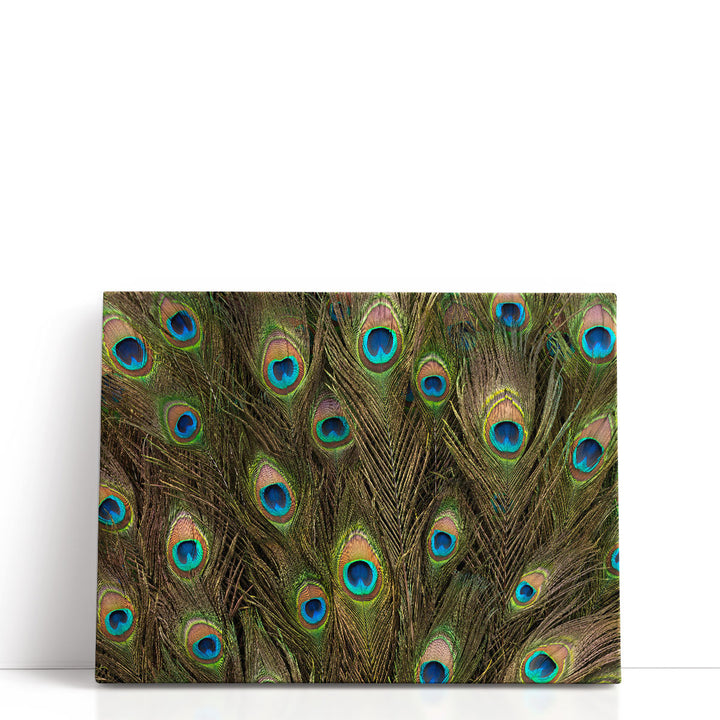 Peacock Feather Close-up - Canvas Print Wall Art