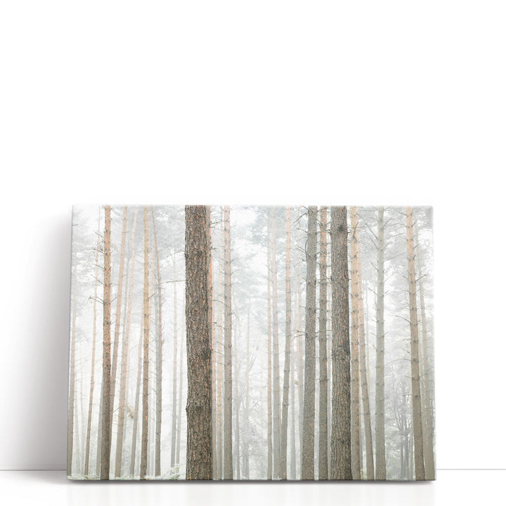 Tree Trunks In Forest - Canvas Print Wall Art