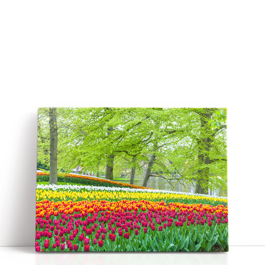 Keukenhof Tulips Garden, Netherlands - Canvas Print Wall Art