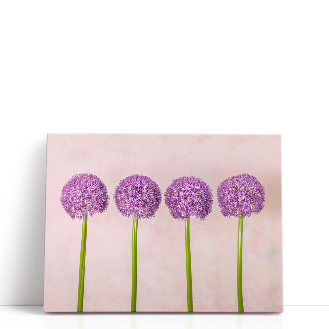 Allium Flowers in a Row - Canvas Print Wall Art