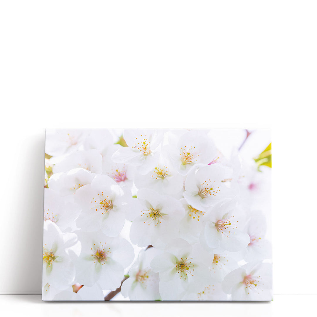 Blossom - Canvas Print Wall Art