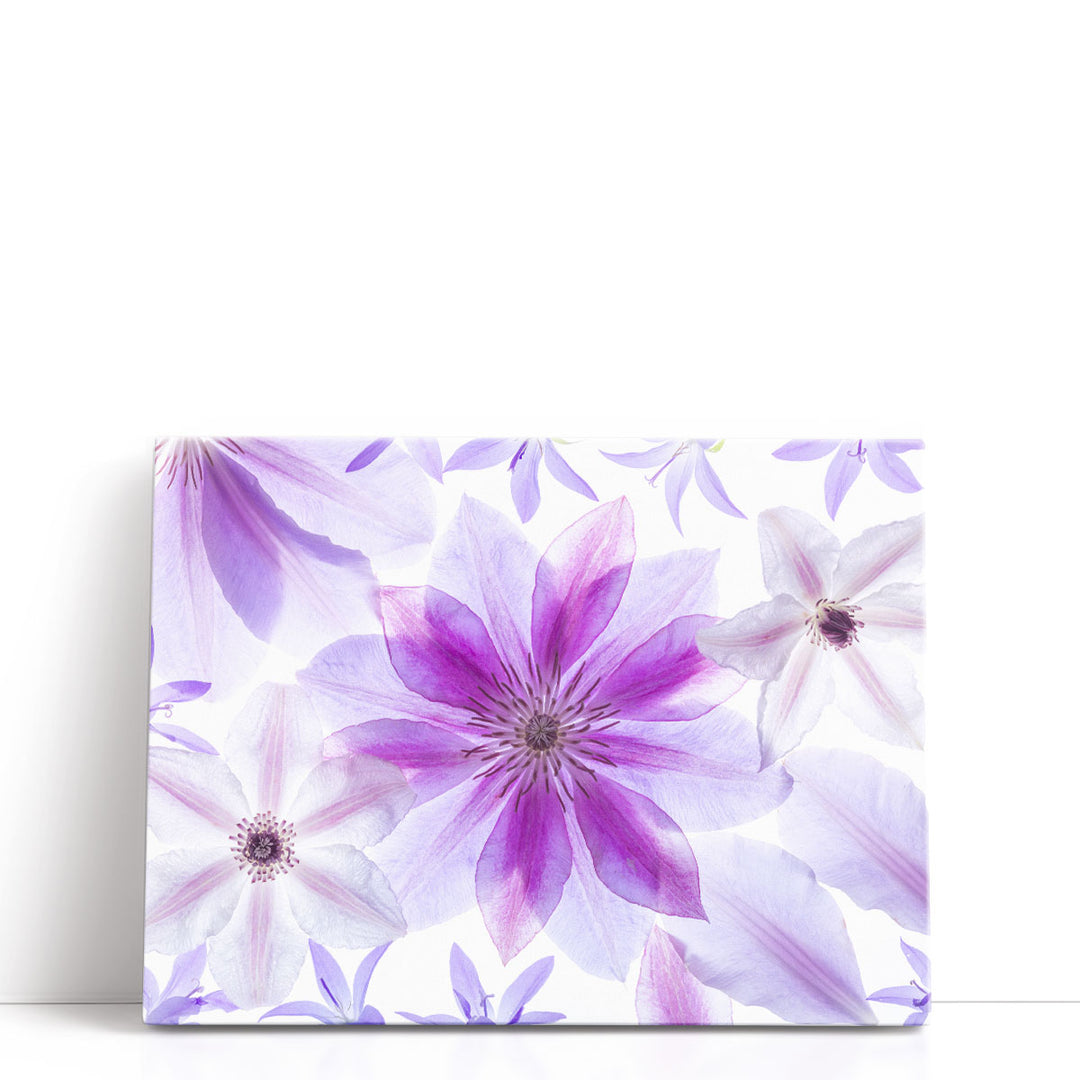 Clematis Flowers II - Canvas Print Wall Art