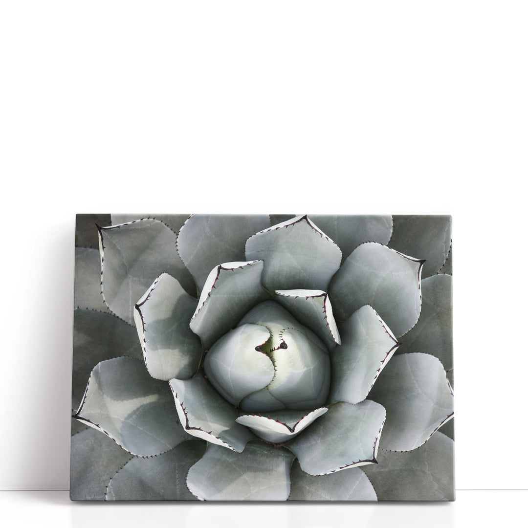 Agave Plant - Canvas Print Wall Art