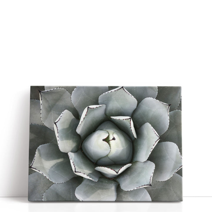 Agave Plant - Canvas Print Wall Art