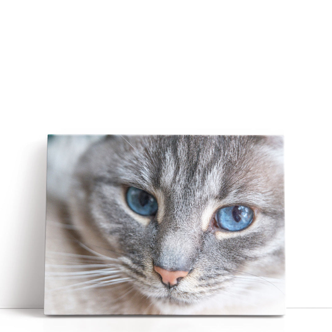 Cat Face Close Up - Canvas Print Wall Art