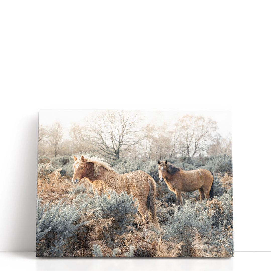 Horses in the Wild - Canvas Print Wall Art