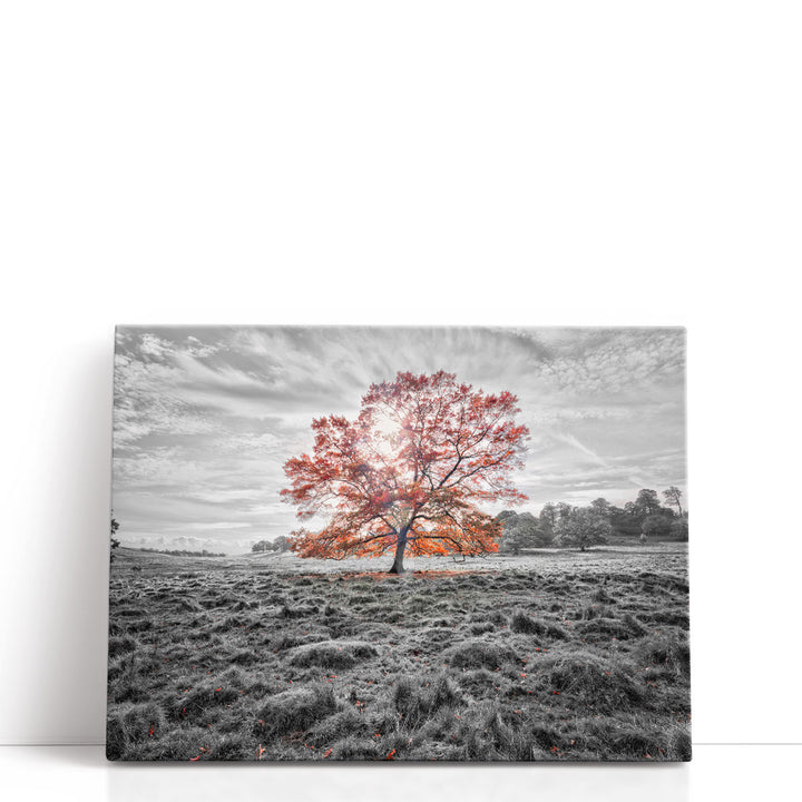 Single tree prints with autumn leaves