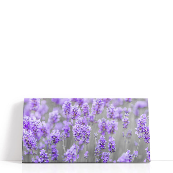 Lavender Farm - Canvas Print Wall Art