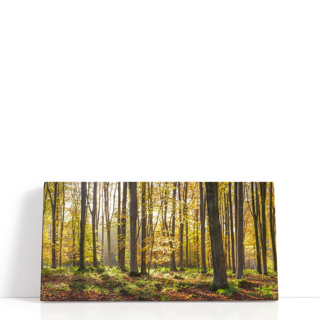 Forest canvas art with sunlight through trees