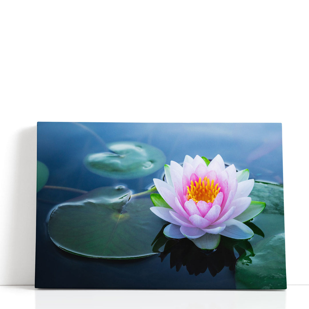 Beautiful Waterlily Flower in a Pond - Canvas Print Wall Art