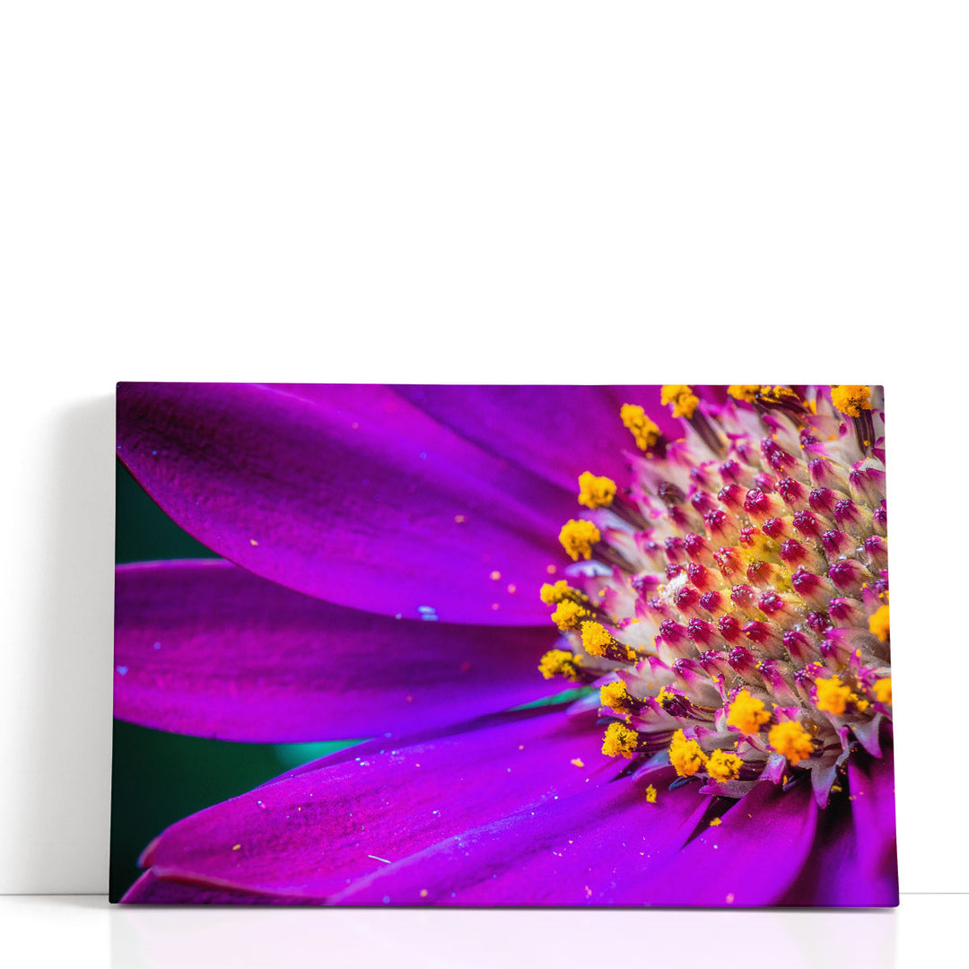 African Daisy Close-up - Canvas Print Wall Art