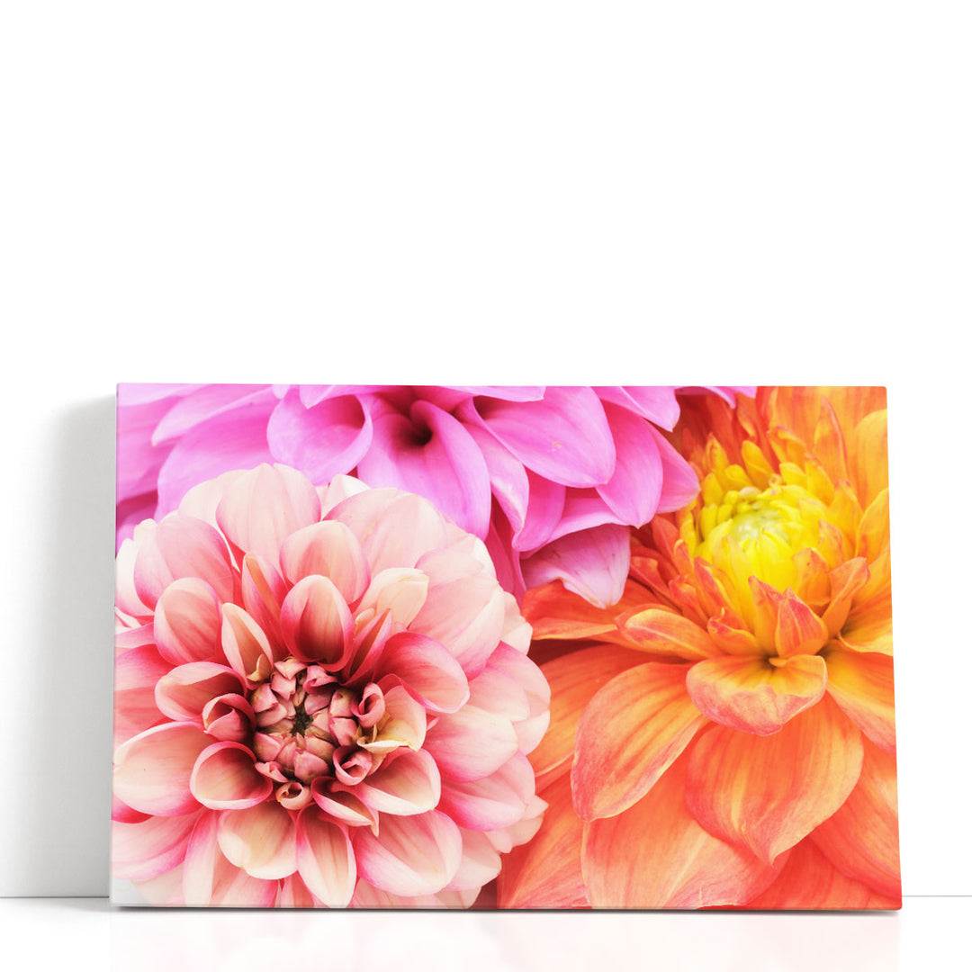 Beautiful Multicolored Dahlias Close-up - Canvas Print Wall Art