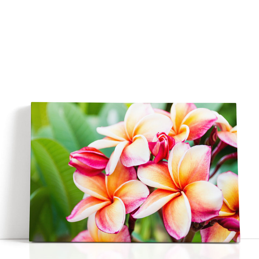 Beautiful Plumeria Flowers Close-Up - Canvas Print Wall Art
