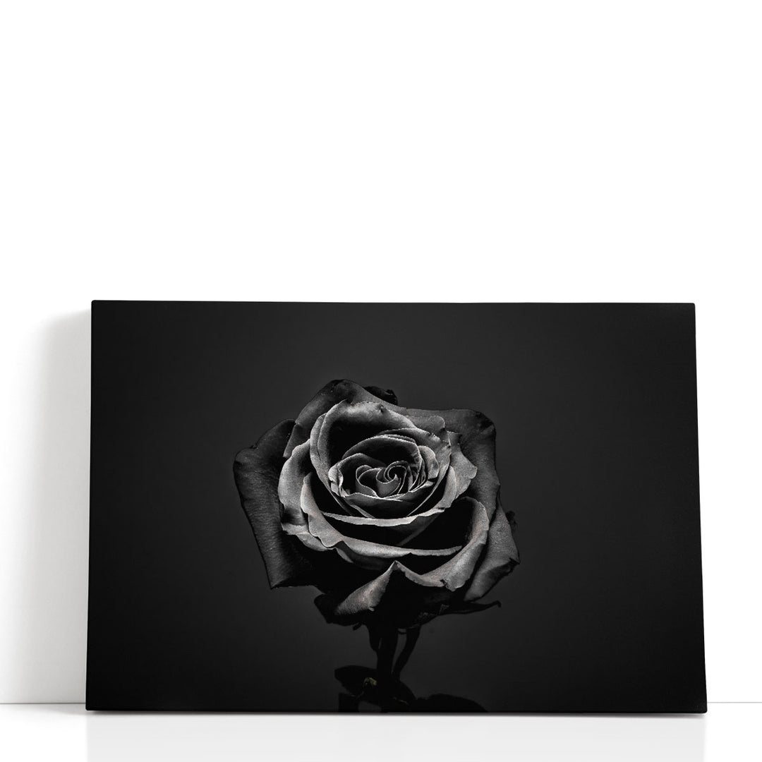 Black Rose Isolated - Canvas Print Wall Art