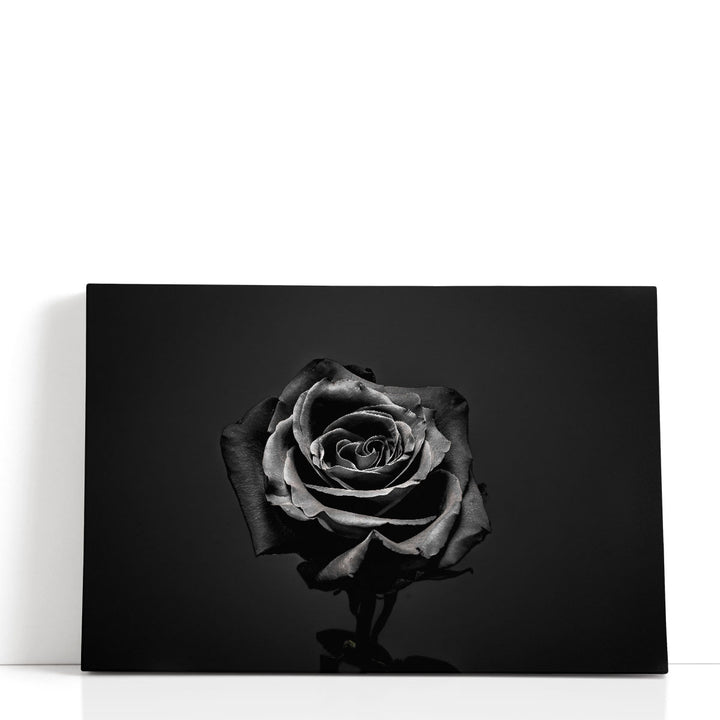 Black Rose Isolated - Canvas Print Wall Art