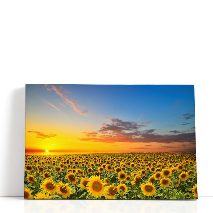 Blooming Sunflowers During Sunset - Canvas Print Wall Art