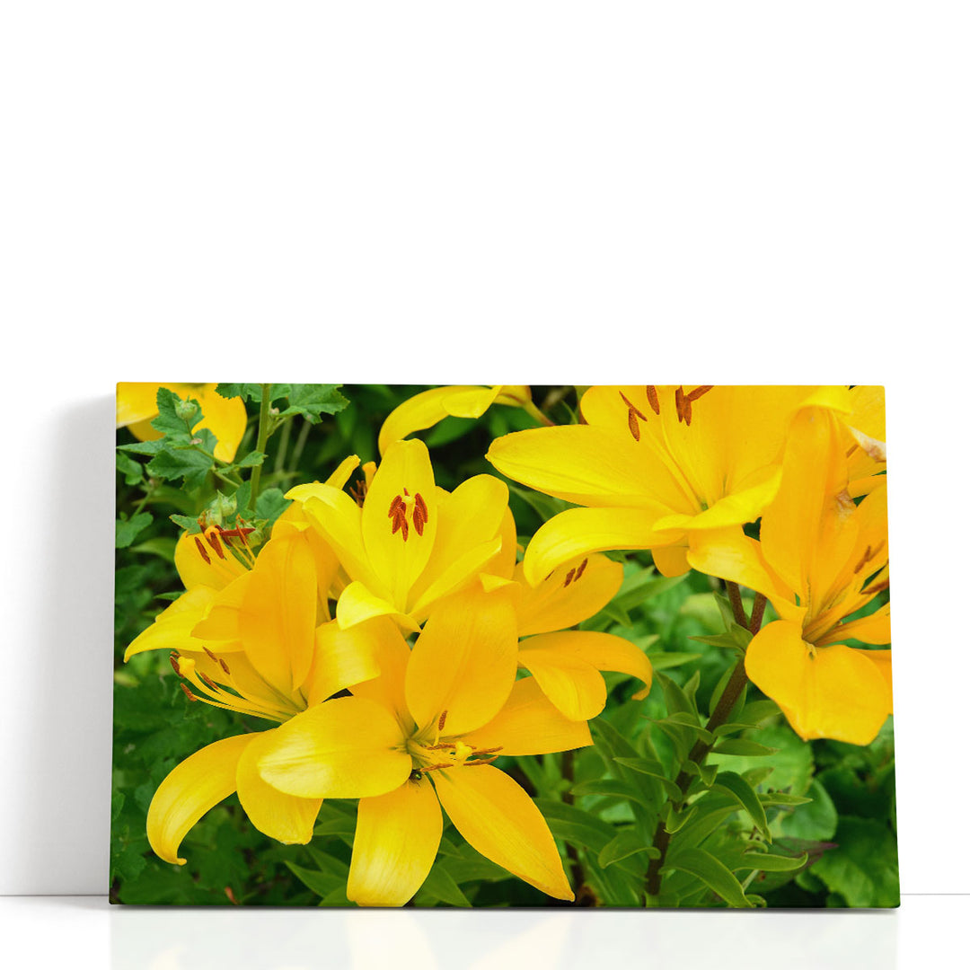 Blooming Yellow Lily Flowers - Canvas Print Wall Art