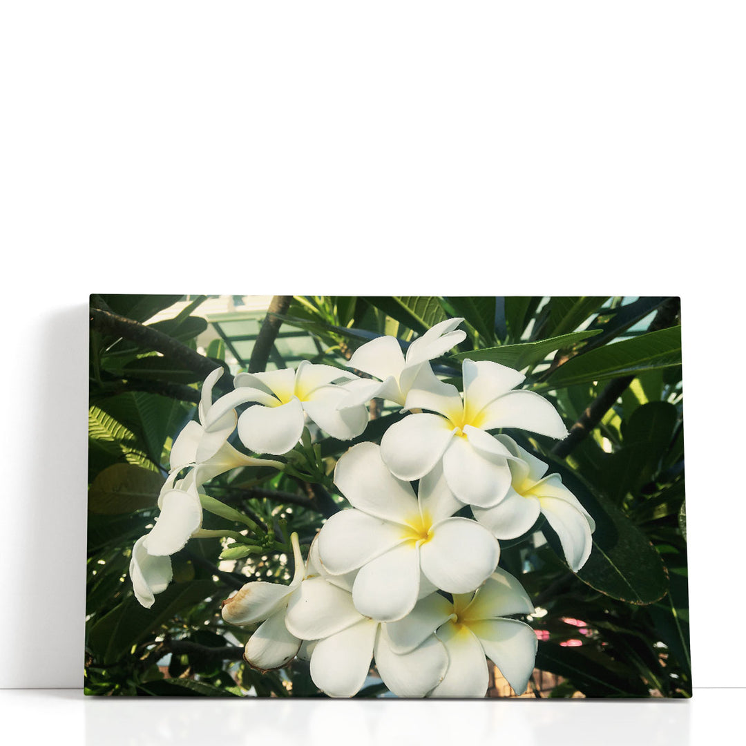 Blooming White Frangipani Close-up - Canvas Print Wall Art