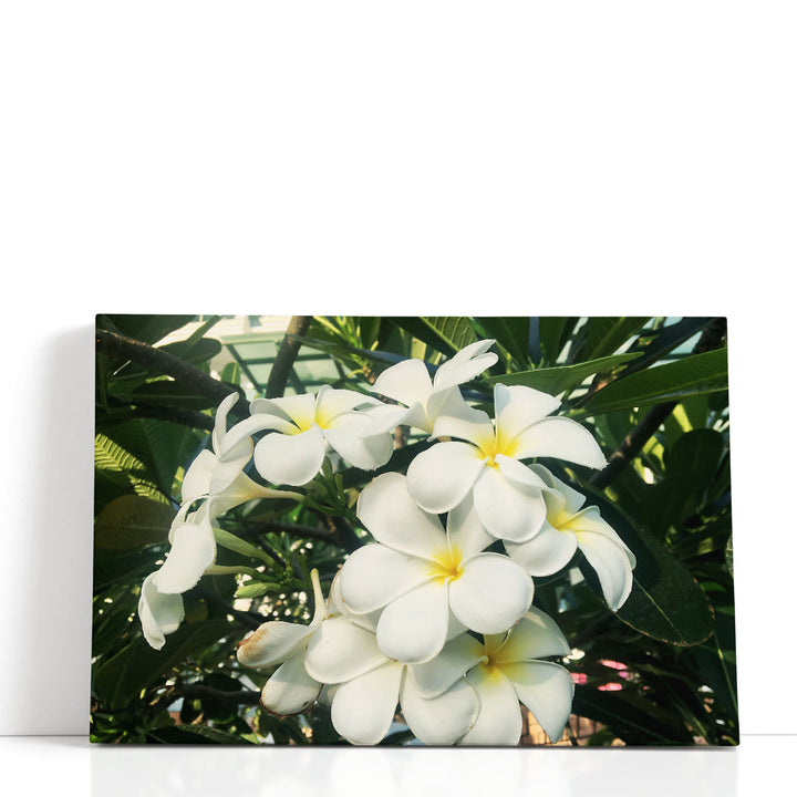 Blooming White Frangipani Close-up - Canvas Print Wall Art