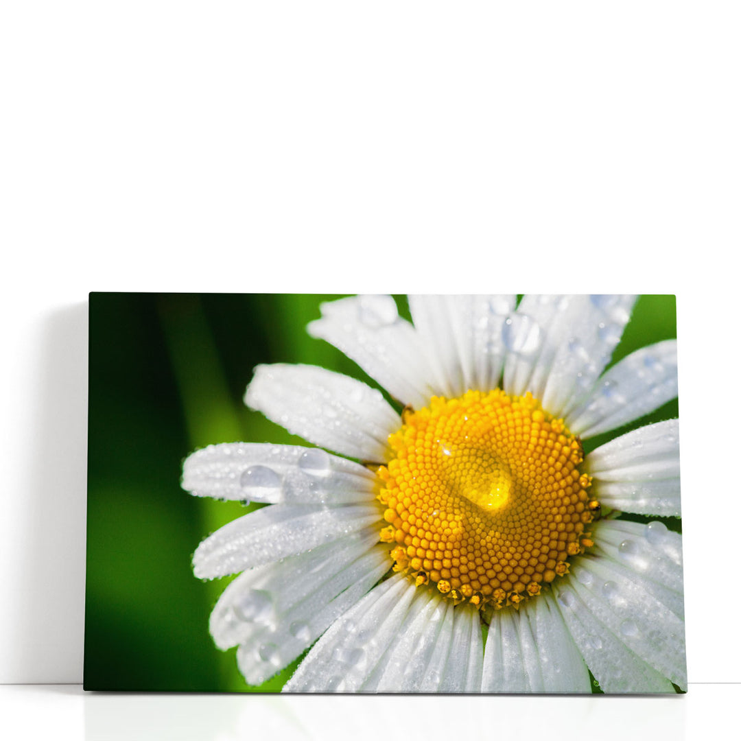 Chamomile With Drops of Water Close-up - Canvas Print Wall Art