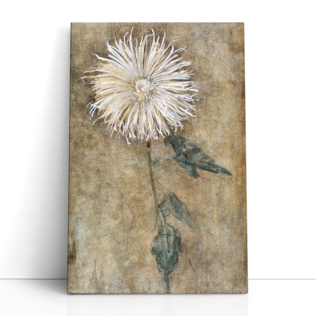 Chrysanthemum, 1900 - Canvas Print Wall Art