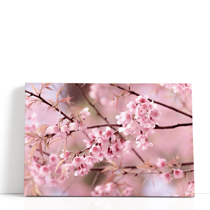 Cherry Blossom or Sakura Flower - Canvas Print Wall Art