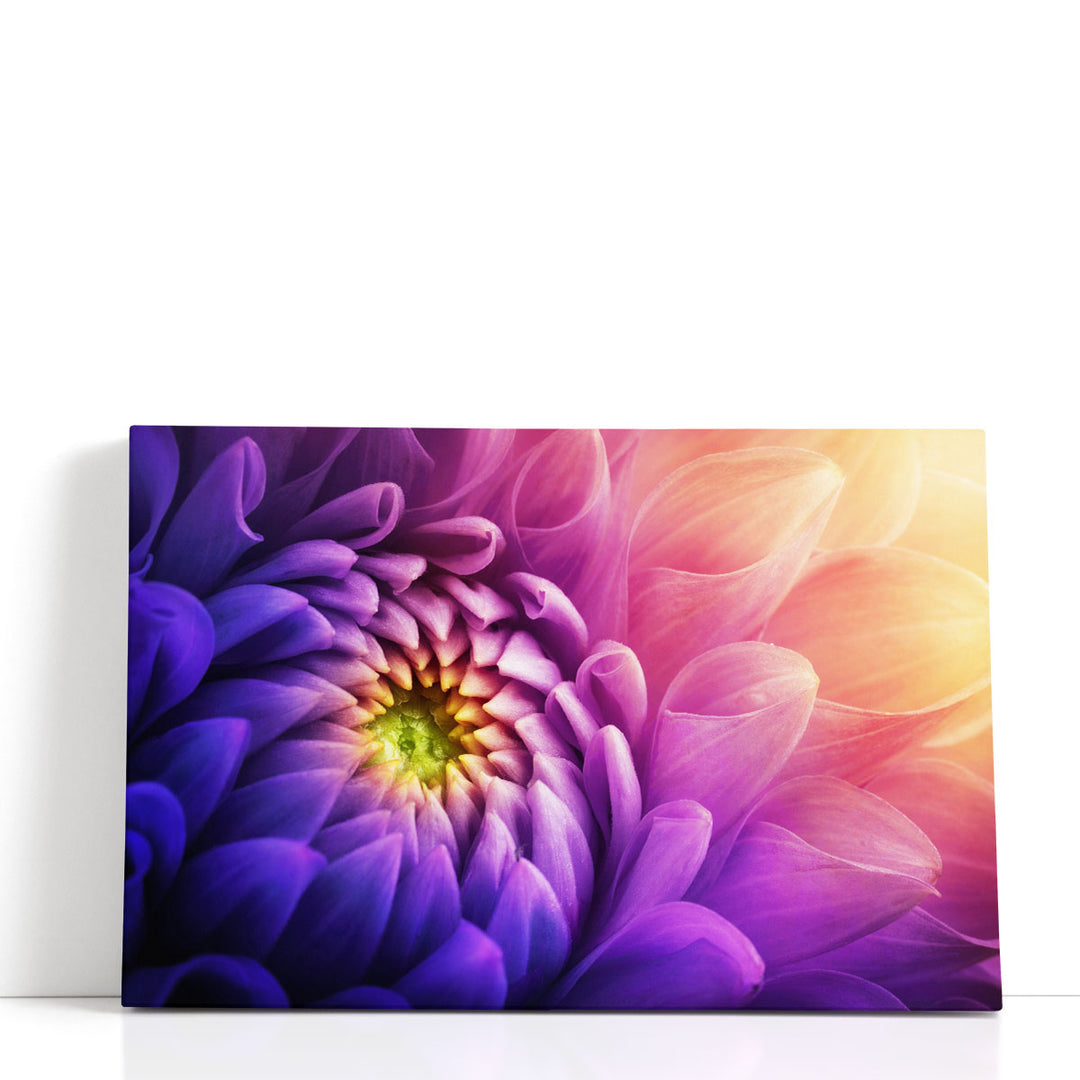 Chrysanthemum Flower Macro Shot - Canvas Print Wall Art