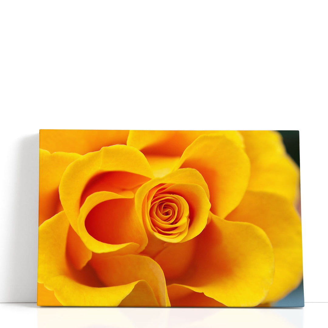 Close Up of Yellow Rose - Canvas Print Wall Art