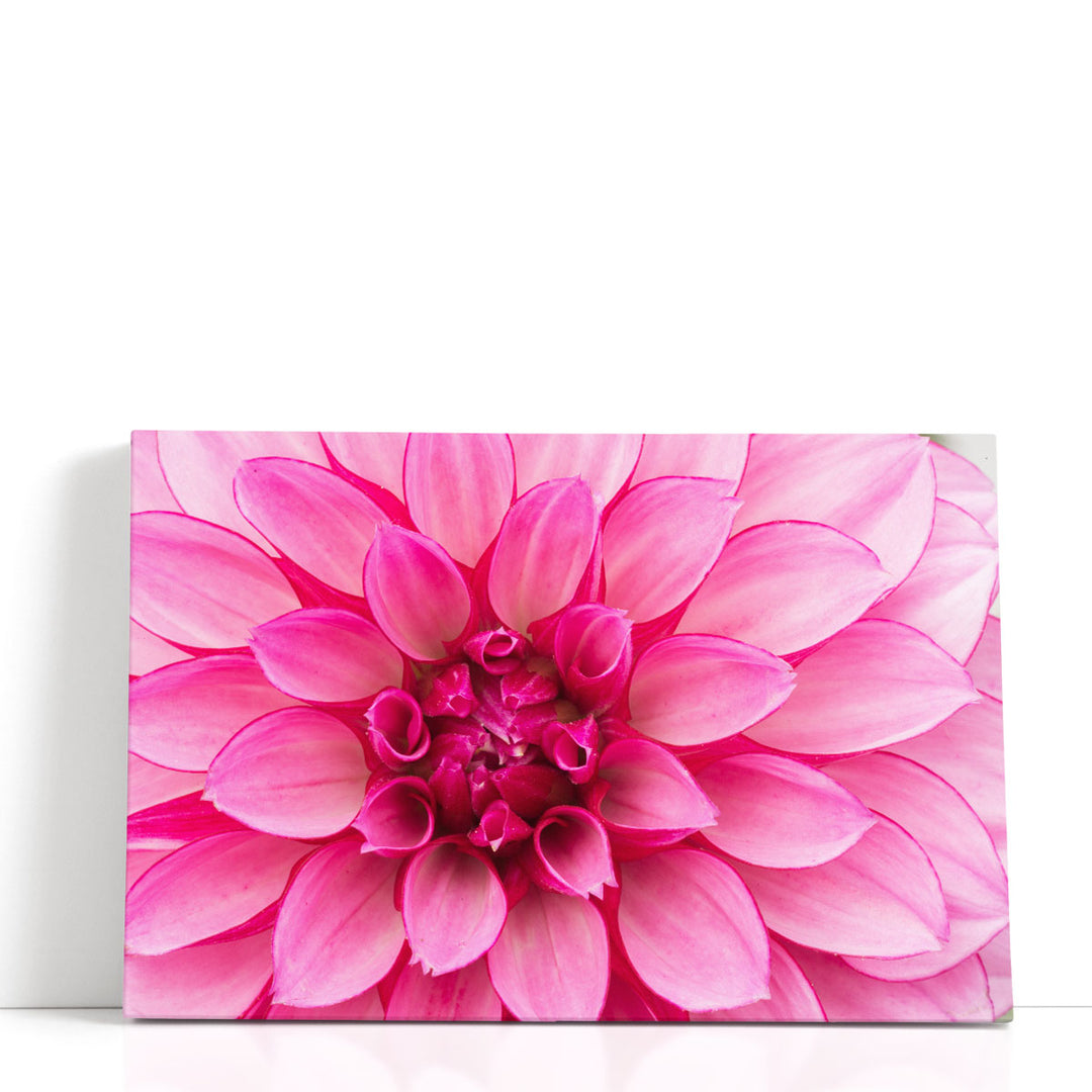 Close-Up of Hot Pink Dahlia Flower - Canvas Print Wall Art