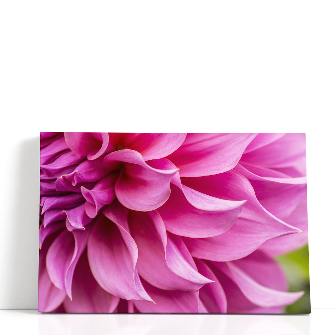 Close-Up of Pink Flower - Canvas Print Wall Art