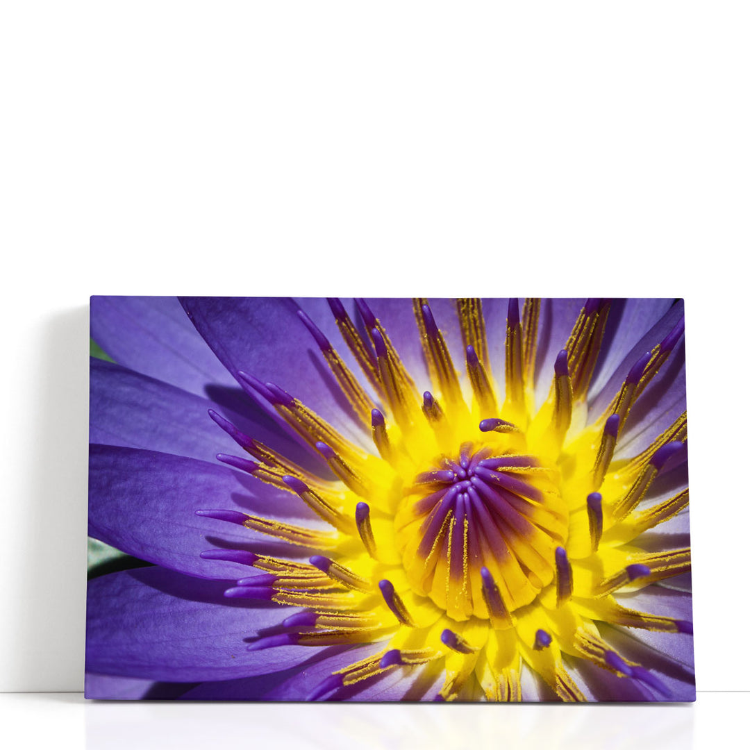 Close-Up of Violet Waterlily - Canvas Print Wall Art