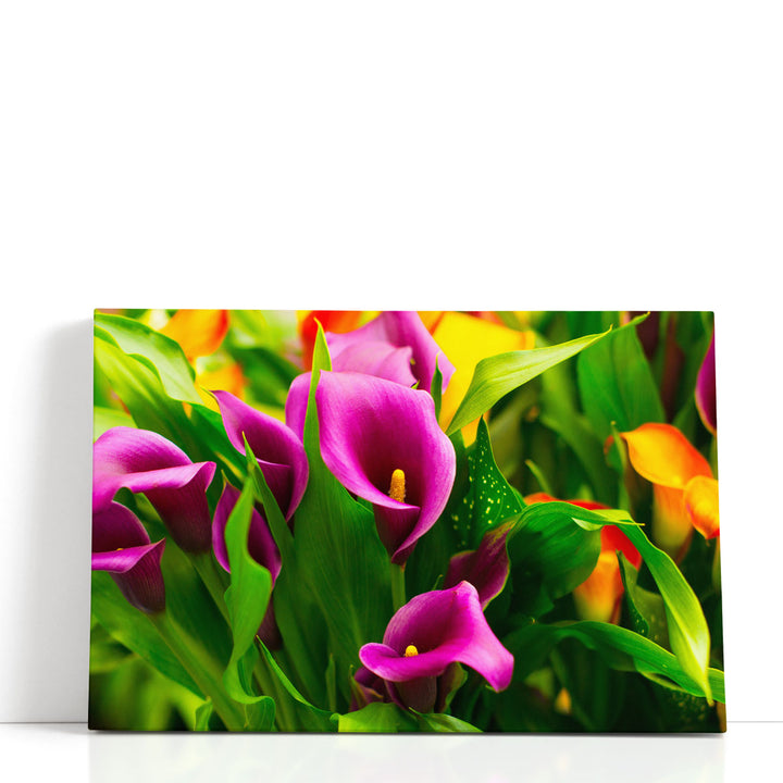 Colorful Purple Calla Flowers - Canvas Print Wall Art