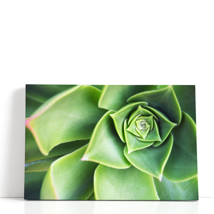 Close Up Framed Succulent Wall Art detailed leaf texture