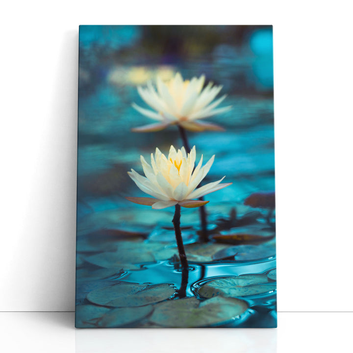 Bright White Water Lily or Lotus Close Up on Blue Background - Canvas Print Wall Art