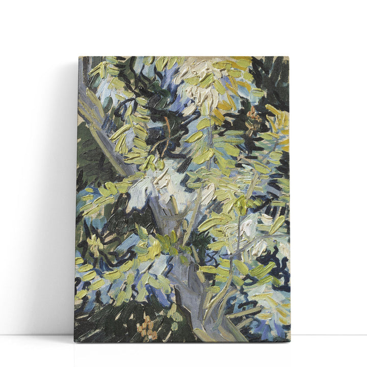 Acacia in Flowers - Canvas Print Wall Art