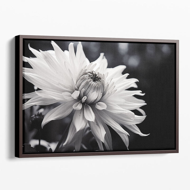 Fine art flower photography of vibrant dahlias