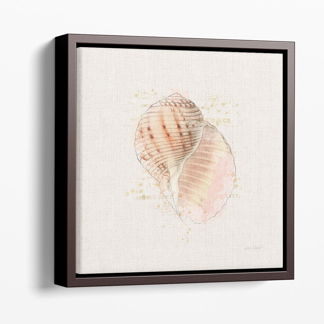 Shell Collector V - Canvas Print Wall Art