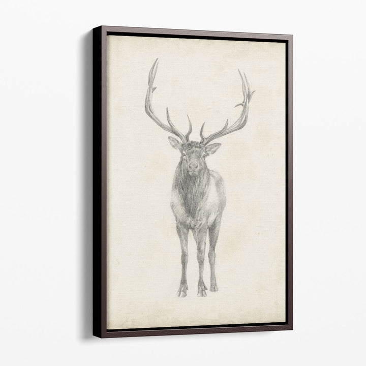 Elk Study - Canvas Print Wall Art
