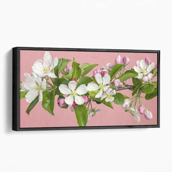 Apple Blossom - Canvas Print Wall Art