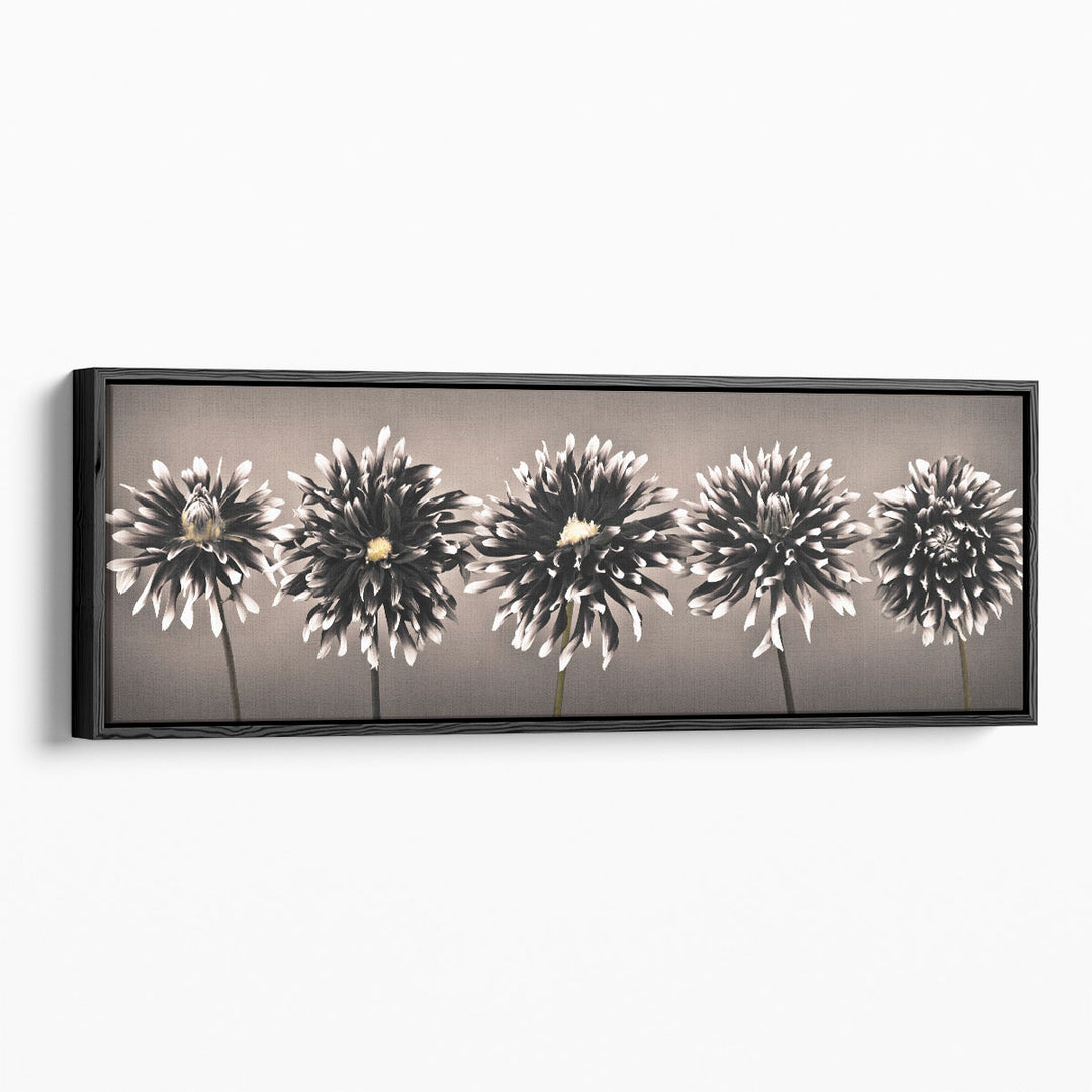 Five Dahlias in a row Black and White - Canvas Print Wall Art