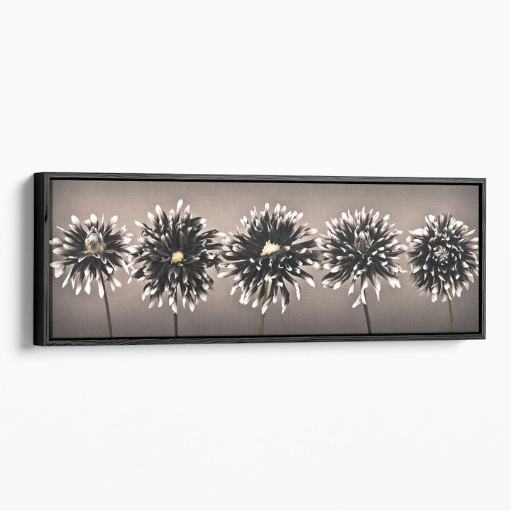 Five Dahlias in a row Black and White - Canvas Print Wall Art