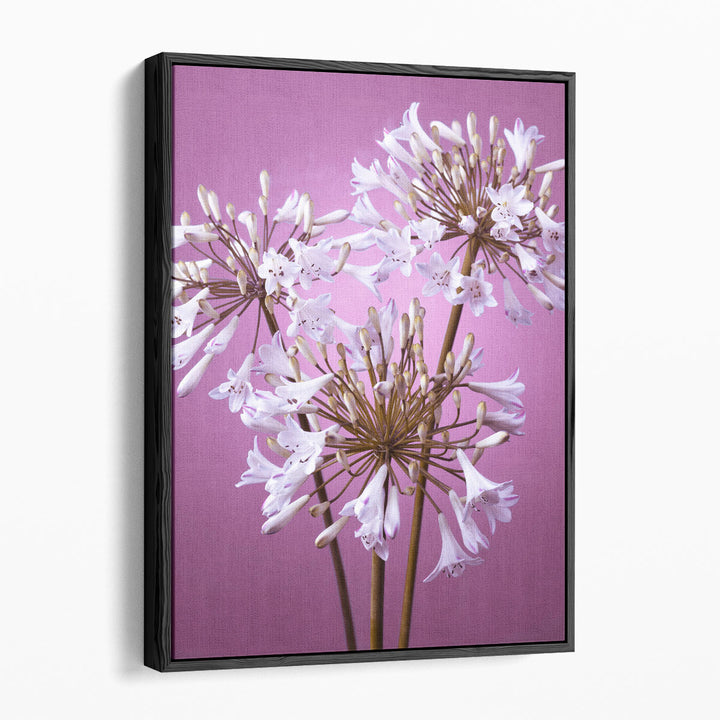 African Lily 1 - Canvas Print Wall Art