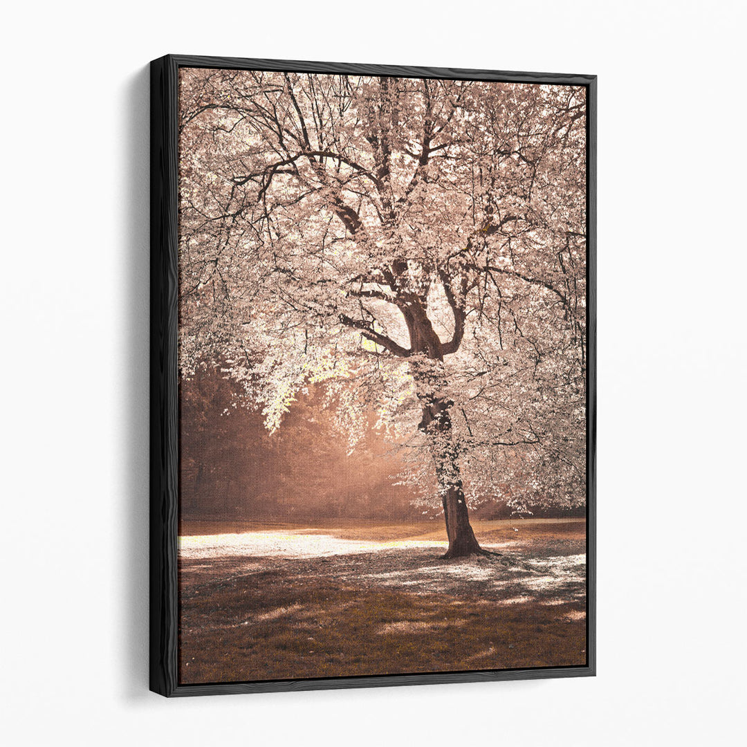 Nature photography prints featuring fall trees