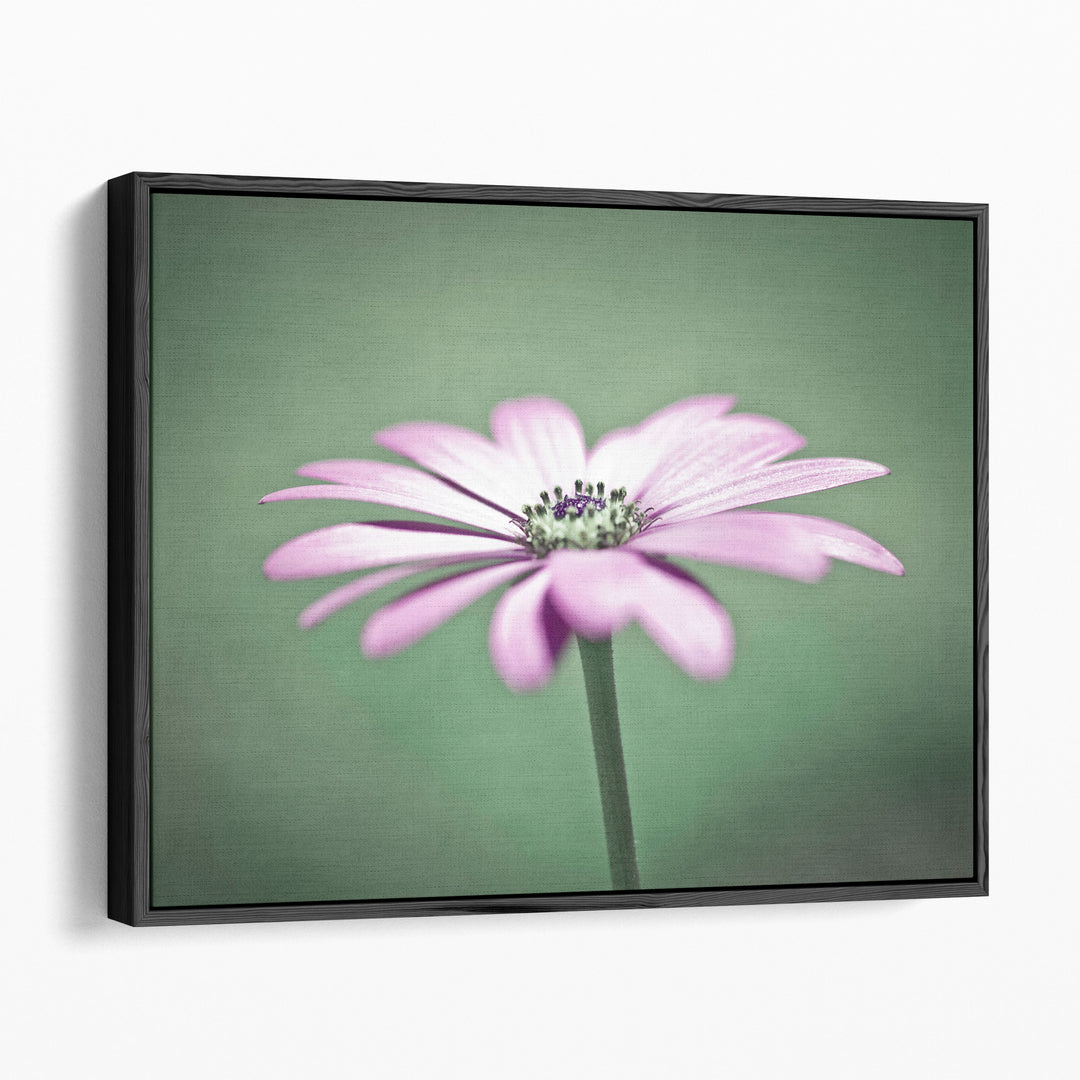African Daisy 1 - Canvas Print Wall Art