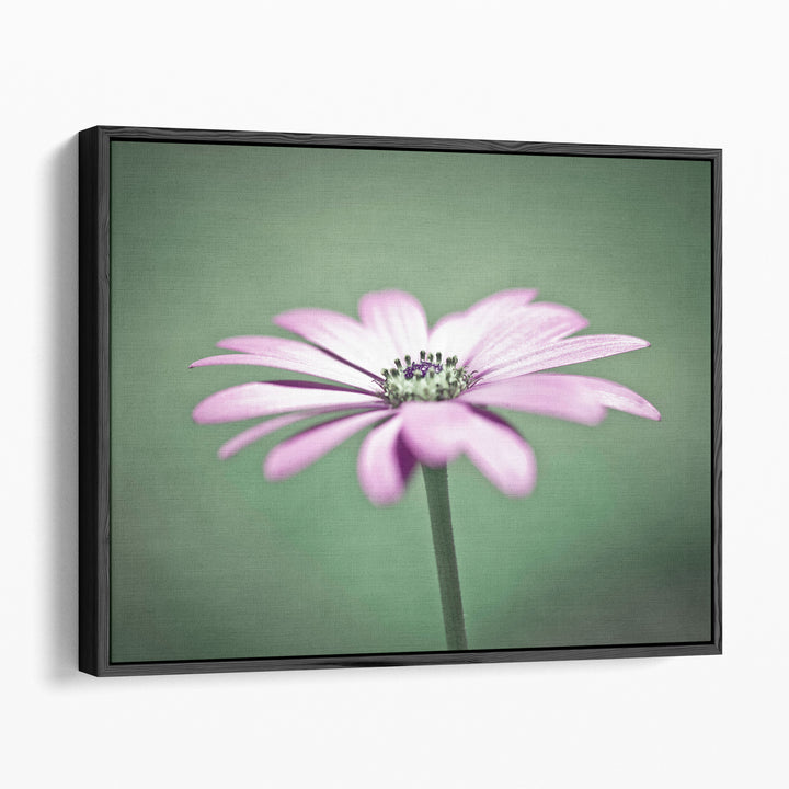 African Daisy 1 - Canvas Print Wall Art