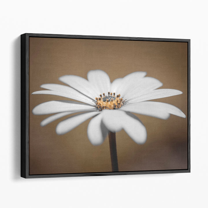 African Daisy 2 - Canvas Print Wall Art