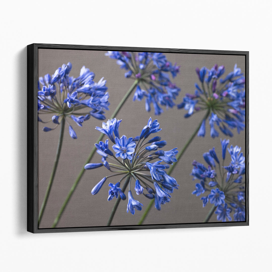 African Lilies 2 - Canvas Print Wall Art