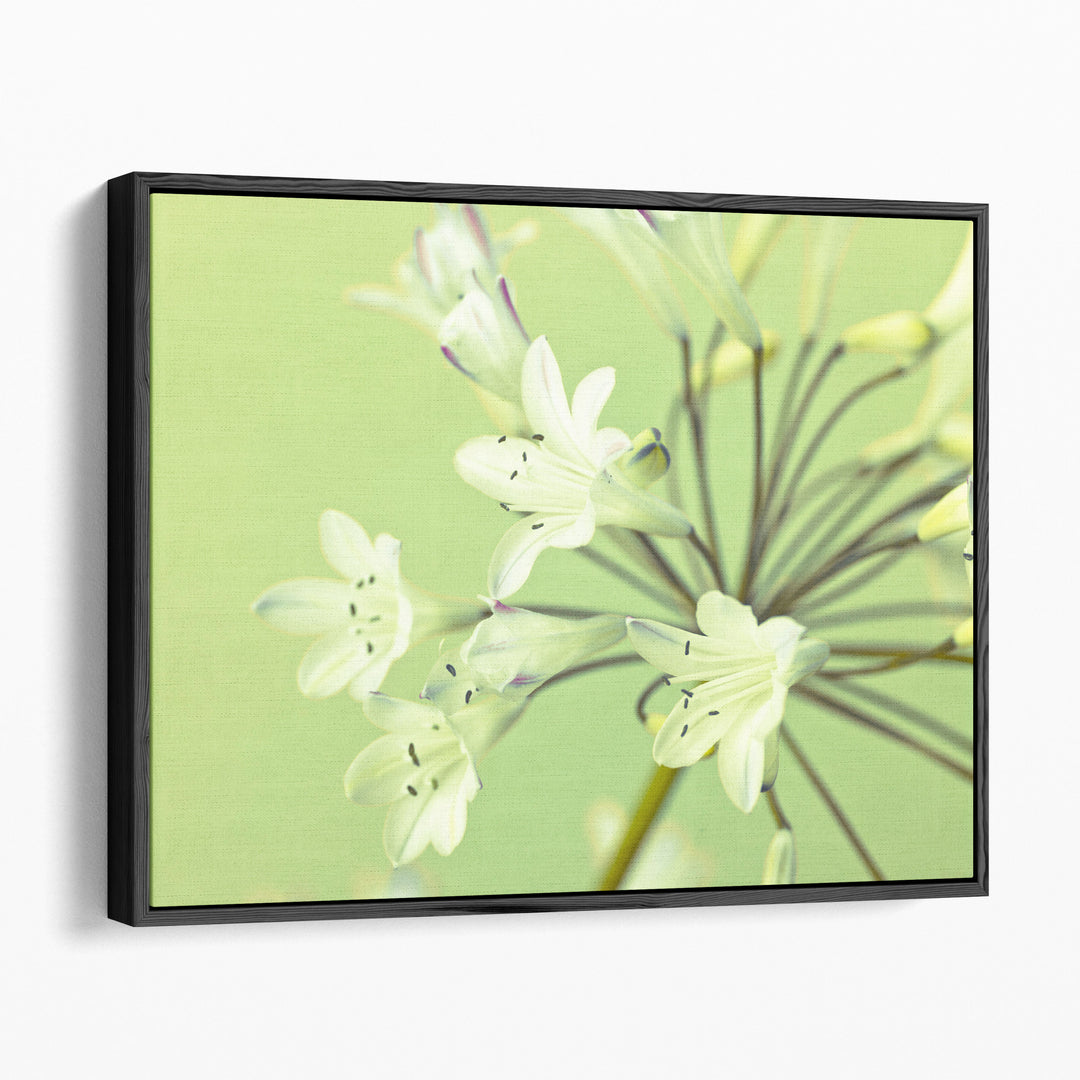 African Lily 1 - Canvas Print Wall Art