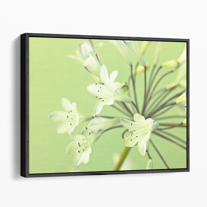 African Lily 1 - Canvas Print Wall Art