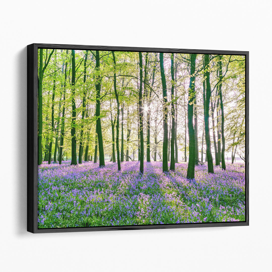 Bluebells Covering Forest Floor - Canvas Print Wall Art